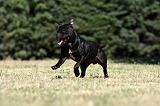 STAFFIE 380